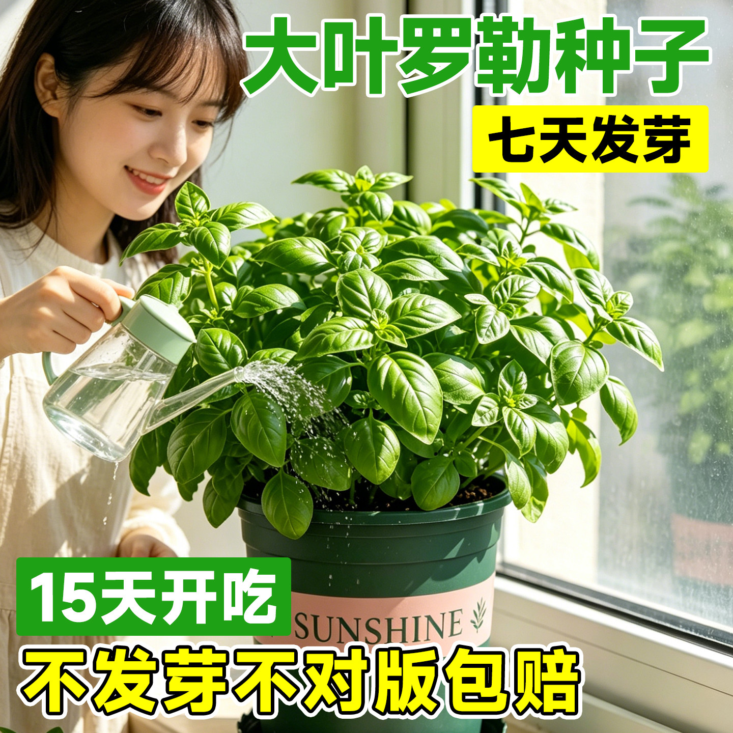 大叶罗勒种子可食用四季蔬菜香菜种籽大全薄荷种籽甜罗勒四季种子.jpg
