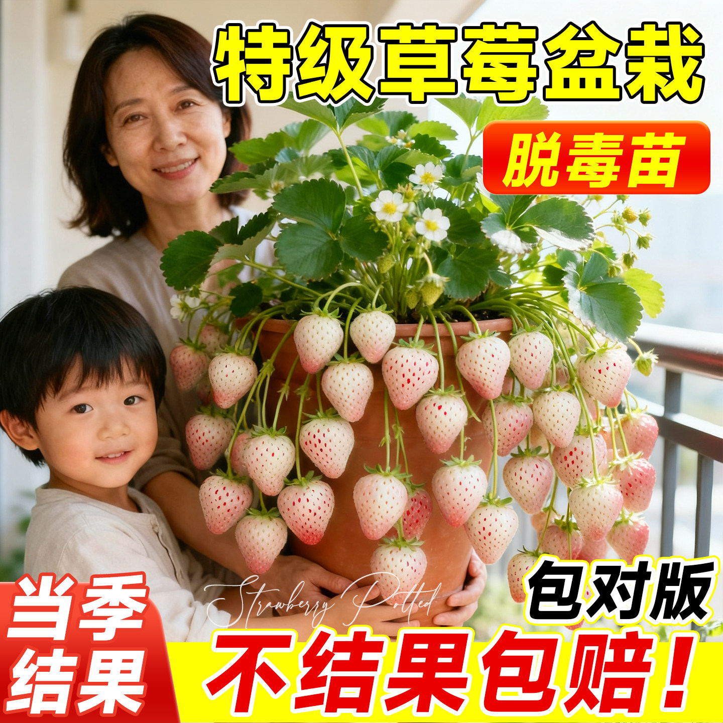 草莓苗秧盆栽奶油草莓特大号四季结果脱毒苗玄玉室内阳台庭院种苗.jpg