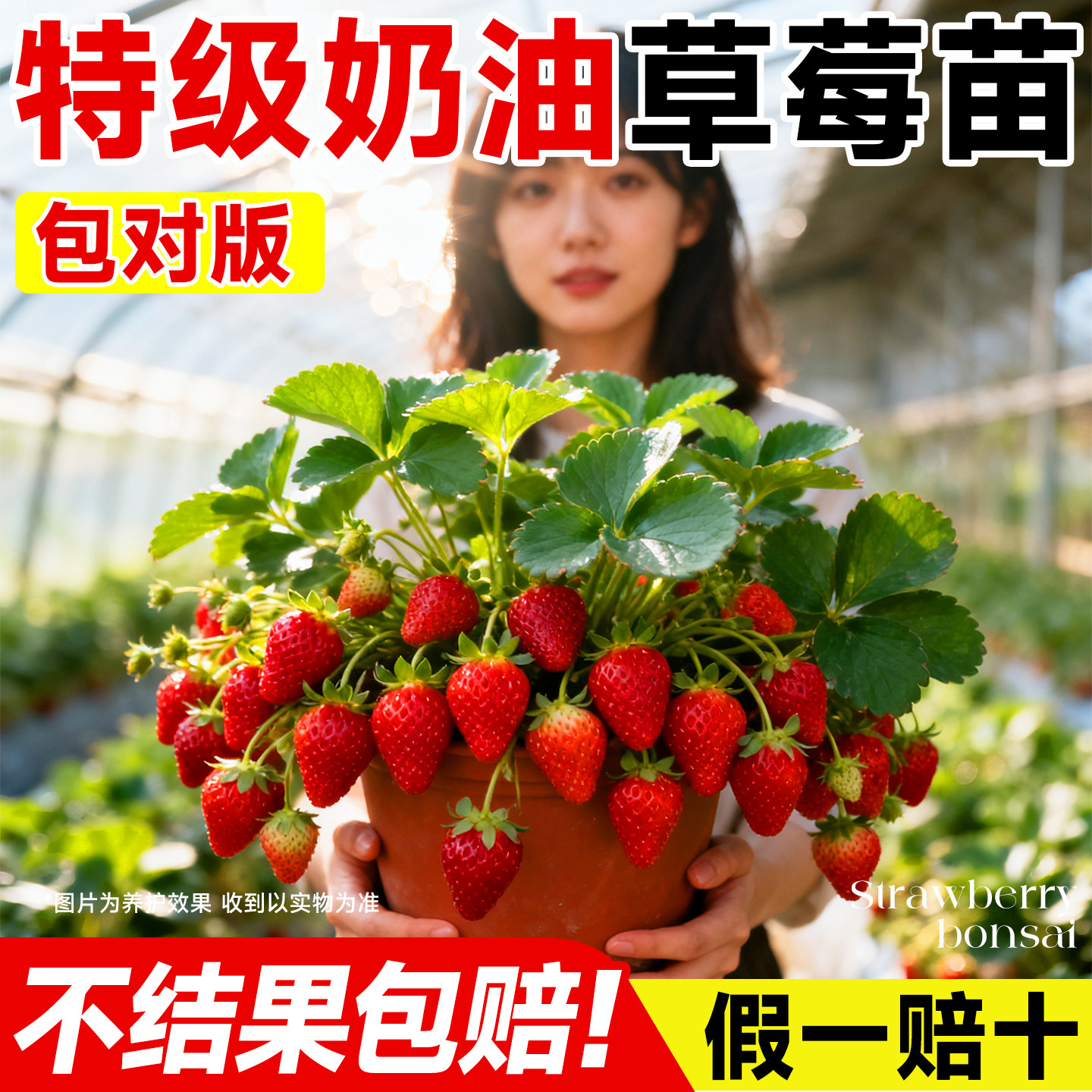 草莓苗秧奶油草莓盆栽特大号四季结果脱毒苗玄玉室内阳台庭院种苗.jpg