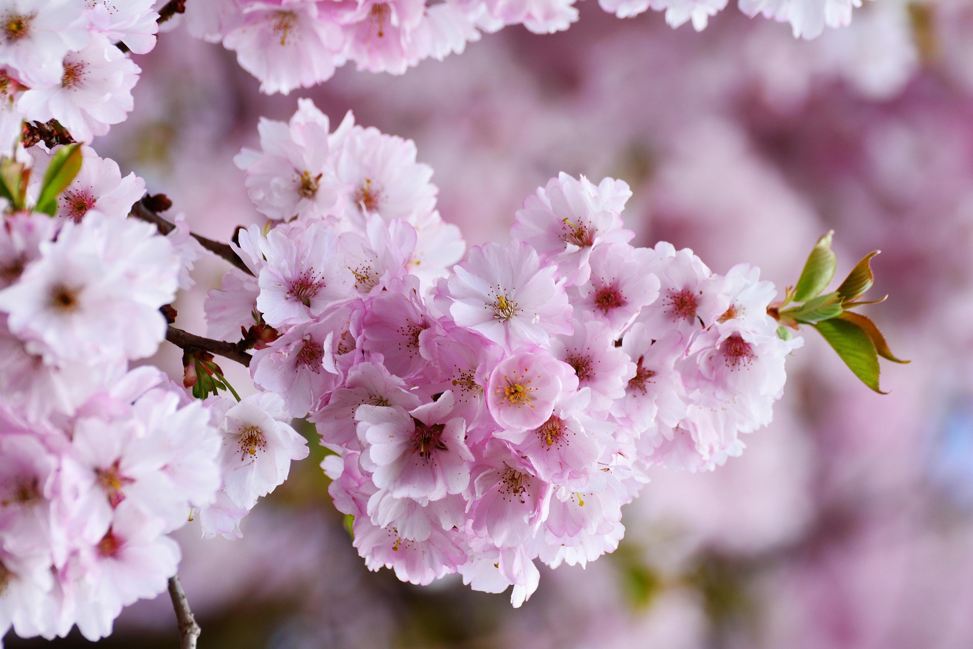 congerdesign-cherry-blossoms-3327498_1920.jpg